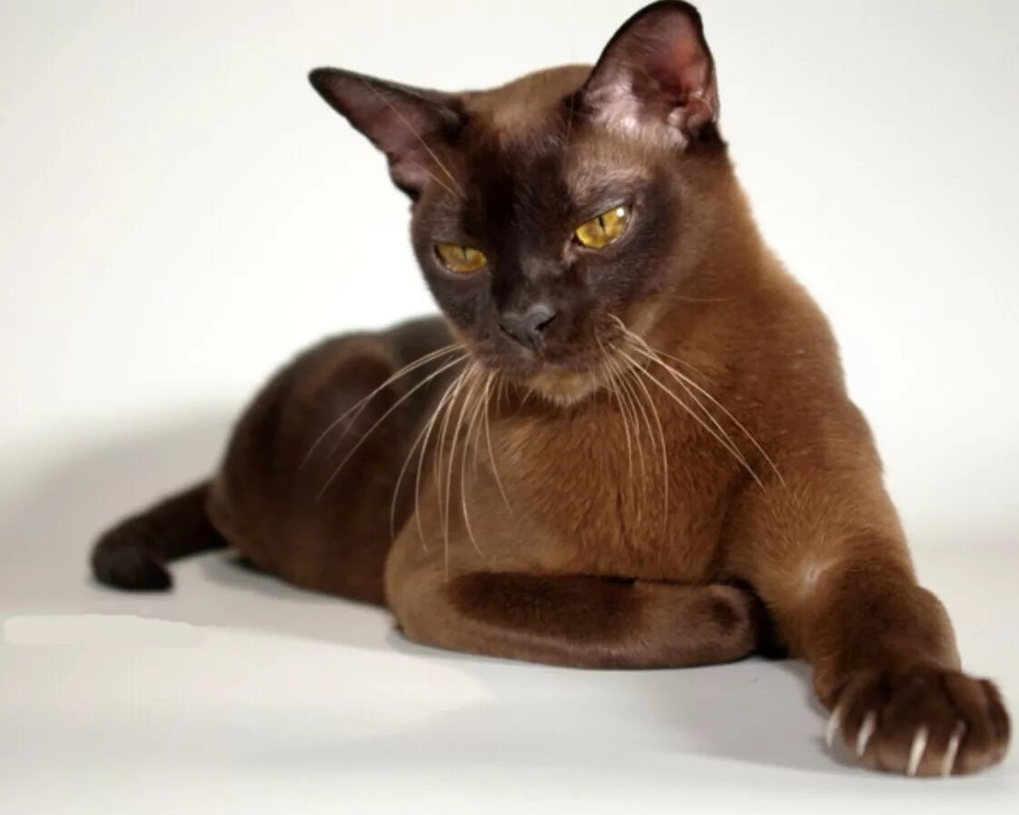 Кот бирманский фото коричневый Популярные породы коричневых кошек и котов