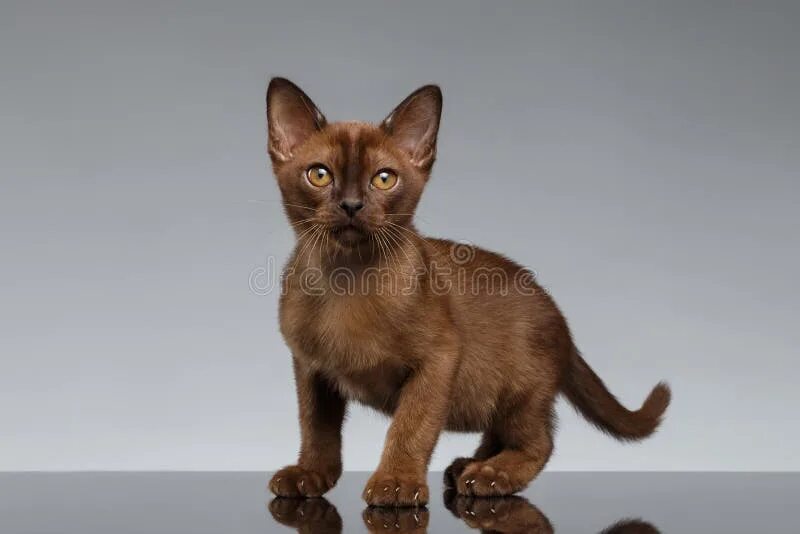 Кот бирманский фото коричневый Burma Kitten. Portrait on a Black Background Stock Photo - Image of baby, loving