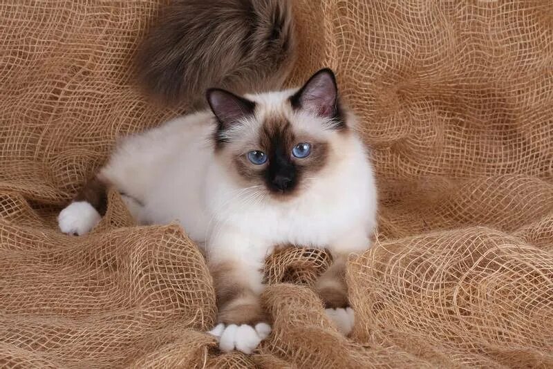 Кот бирманский фото коричневый Пушистые кошки и коты - список пород с фото