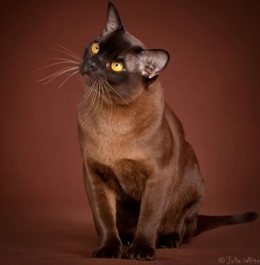 Кот бирманский фото коричневый Burmese cats have an awesome ability to love and will often require a lot of att