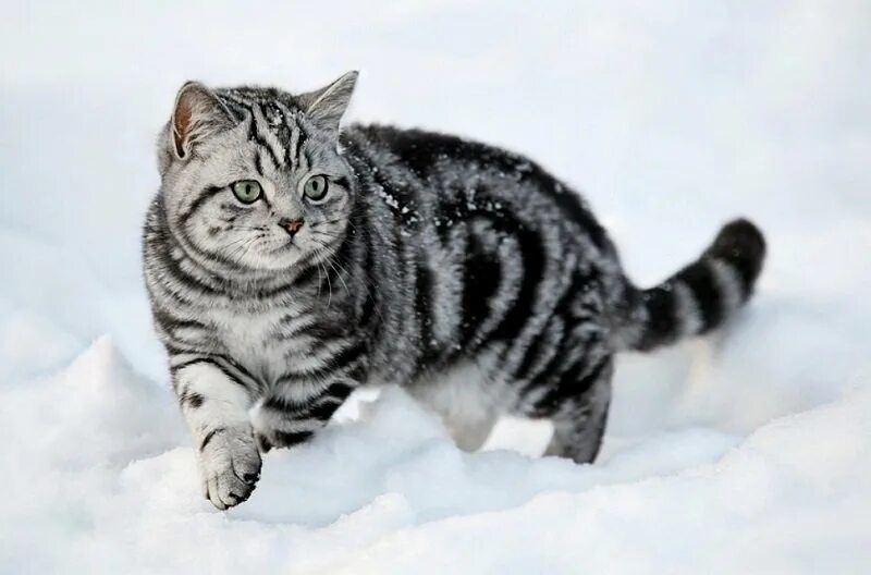 Кот бискас фото Окрас британской кошки Whiskas: особенности цвета и тонкости ухода