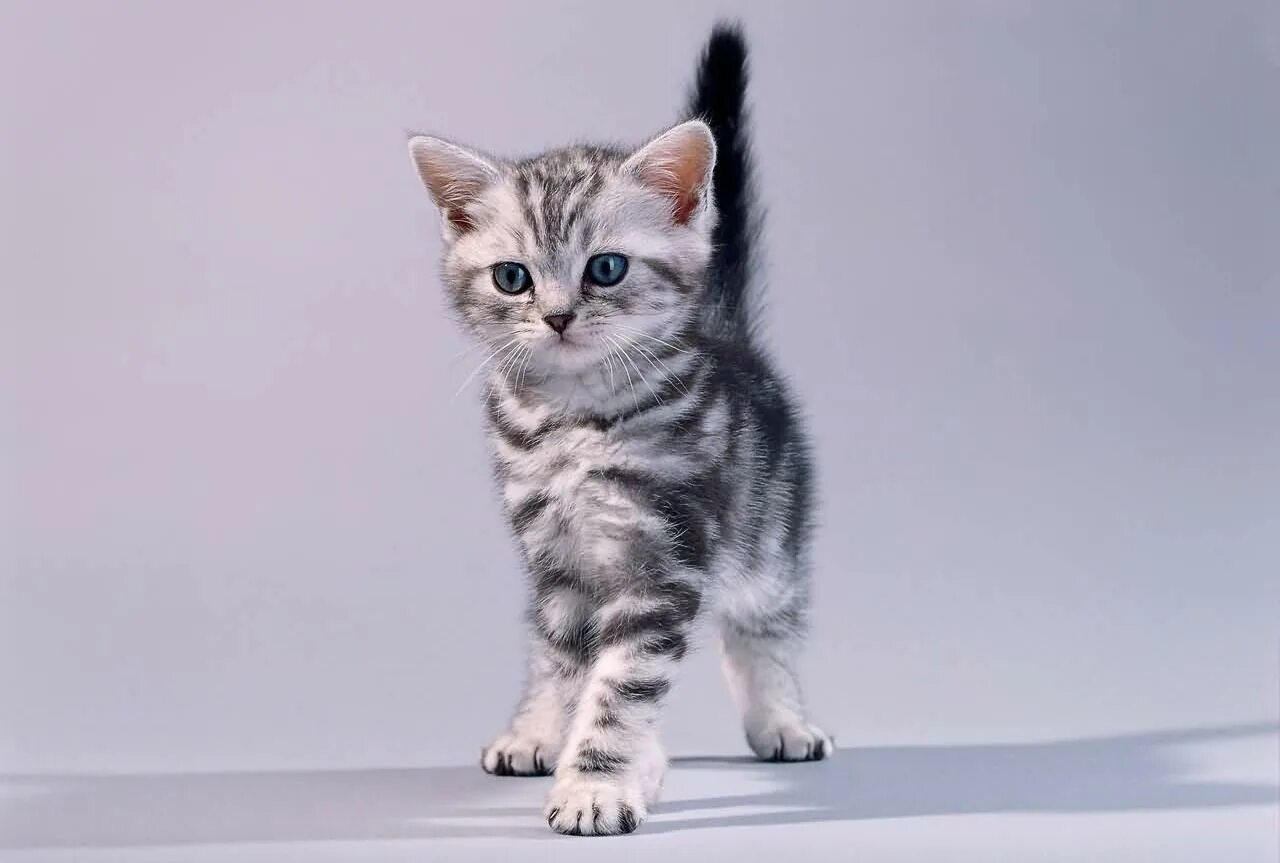Кот бискас фото Американская короткошерстная кошка: описание, фото, характер, цена
