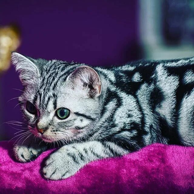 Кот бискас фото Cute Kitten on a Pink Blanket