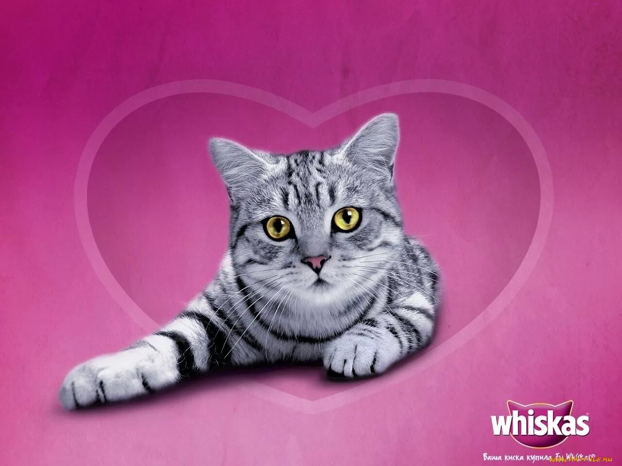 Кот бискас фото Обои Бренды Whiskas, обои для рабочего стола, фотографии бренды, whiskas Обои дл