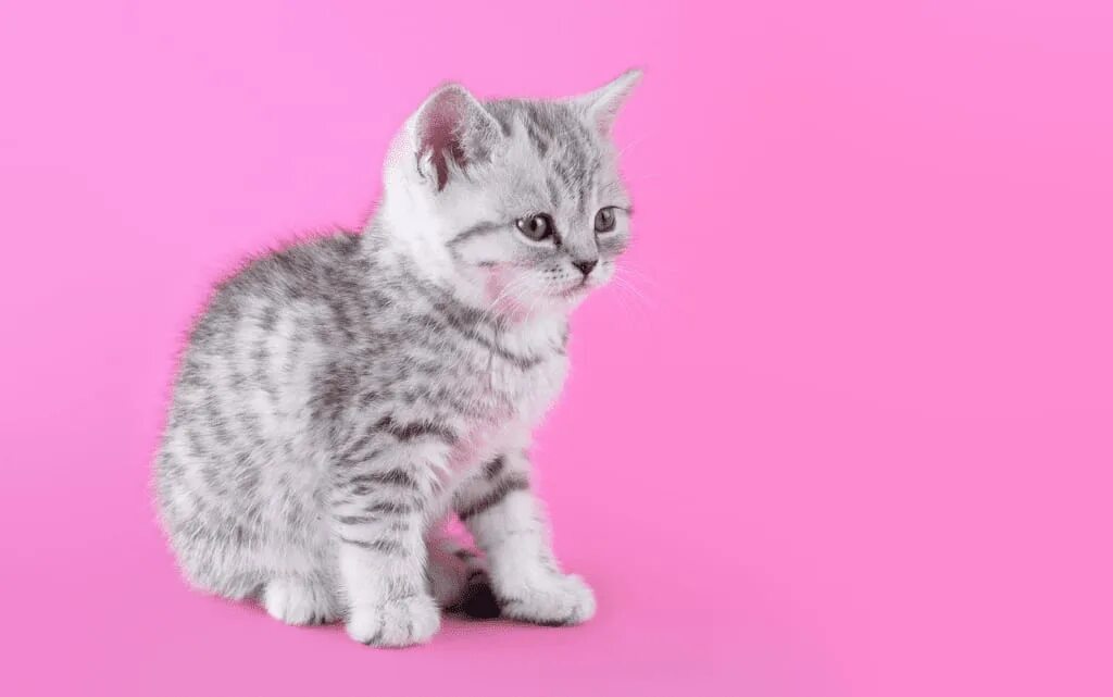 Кот бискас фото Где купить котенка - обзор вариантов покупки Статьи на WHISKAS ®