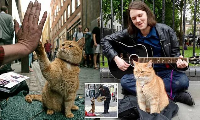 Кот боб фото реальное Street Cat Named Bob died after being hit by a car, says ex-heroin addict owner 