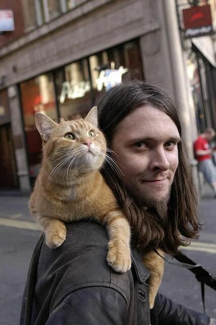 Кот боб фото реальное Another early photo of James and Bob Street cat bob, Cats and kittens, A cat nam