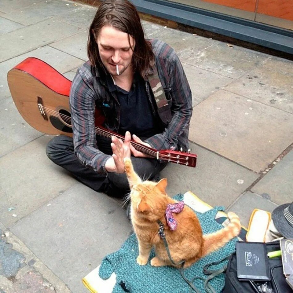 Кот боб фото реальное Про кота и музыканта - Путешествуем вместе Street cat bob, Funny cats and dogs, 