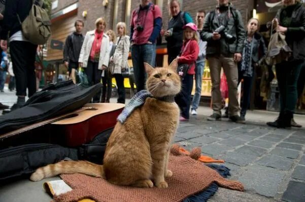 Кот боб фото реальное Streetcat Turns Busker's Life Around Street cat bob, Cats, Cat names