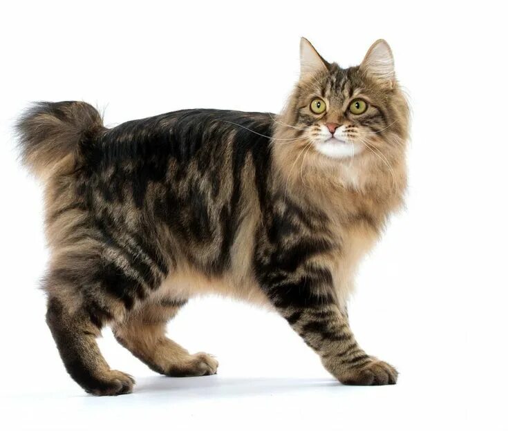 Кот бобтейл фото цена Chat Kurilian Bobtail : Chat et Chaton, Fiche de race du chat Kurilian Bobtail -