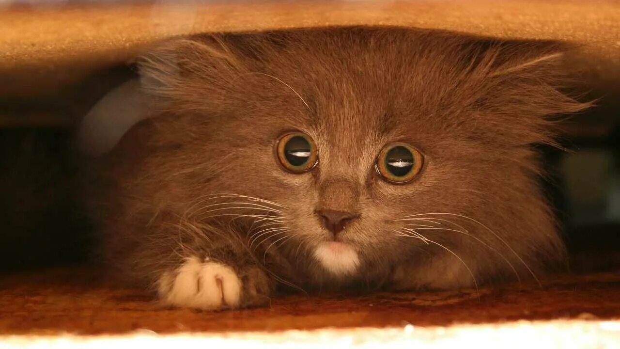 Кот боится фото Сноу шу кот пушистый - купить по низкой цене на Яндекс Маркете