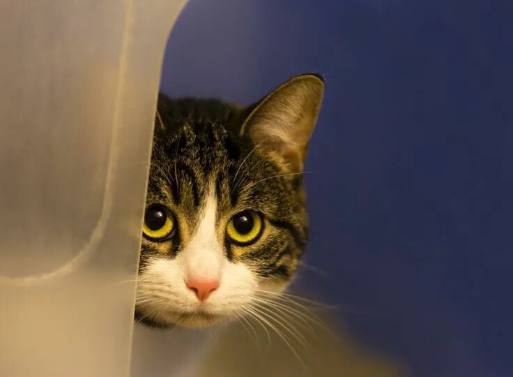Кот боится фото Use These Ways to Soothe Fear Aggression in Your Cat Cats, Cat attack, Cat train
