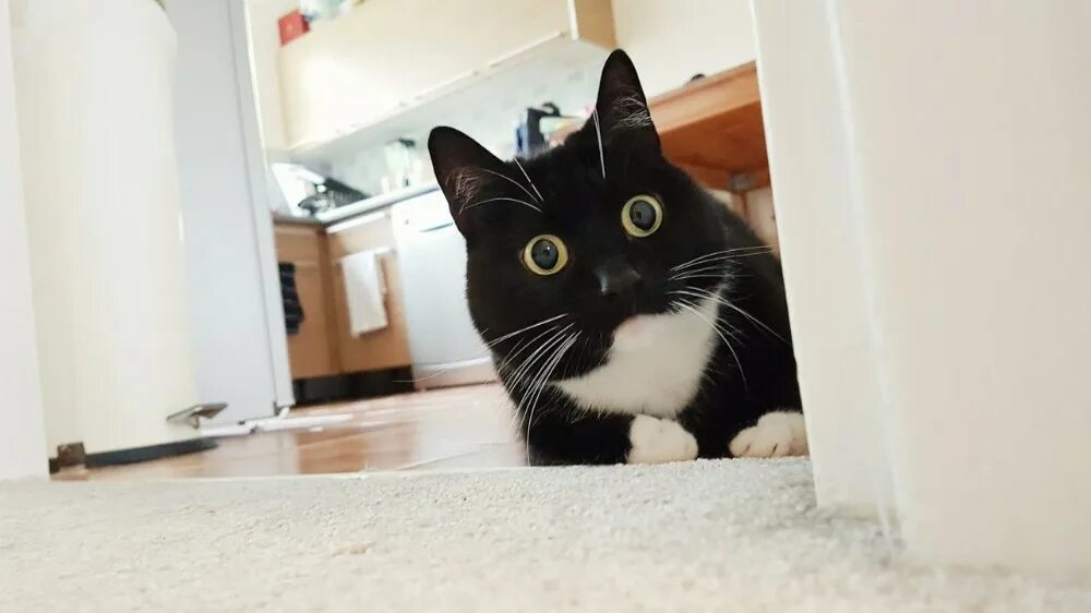 Кот боится фото Create meme "the surprised cat , the frightened cat, the frightened cat" - Pictu