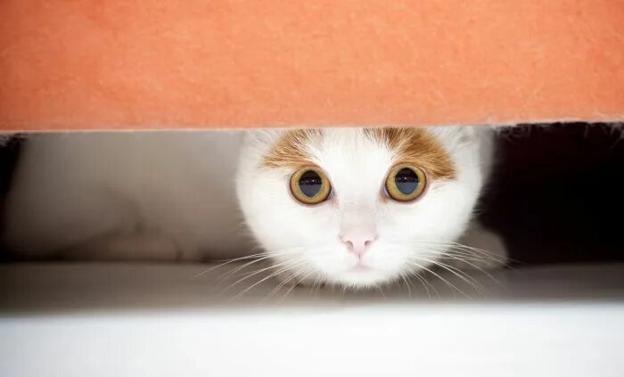 Кот боится фото Watch this adorable cat fall in love with his own reflection Cat anxiety, Pet bl
