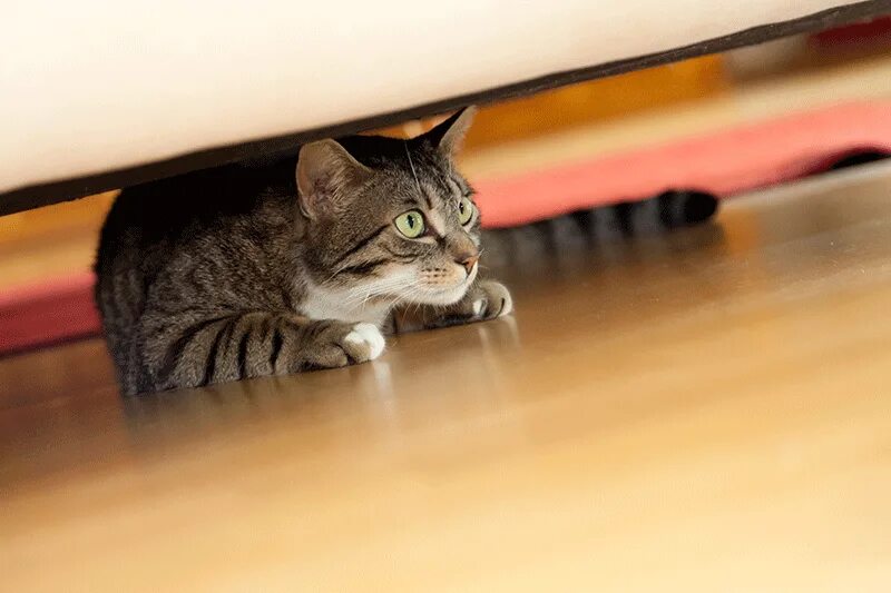 Кот боится фото Why Is My Cat Hiding? Comfort Zone