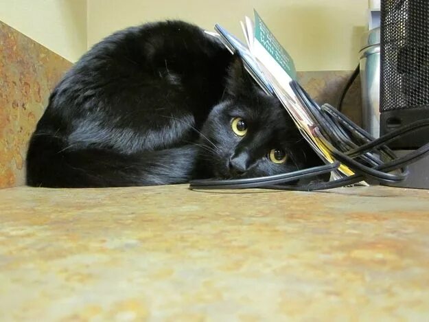 Кот боится фото 28 Lucky Black Cats Black cat appreciation day, Cats, Black cat