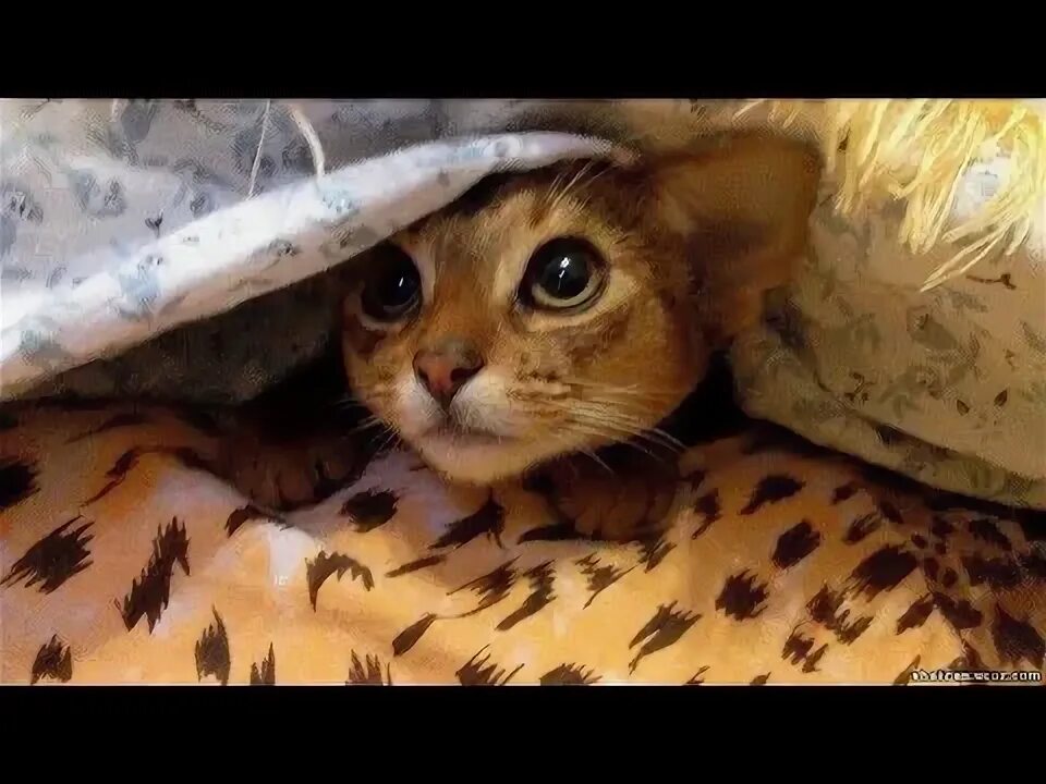Кот боится фото ЧТО БОИТСЯ КОТ? / WHAT FRIGHTENED CAT? - YouTube