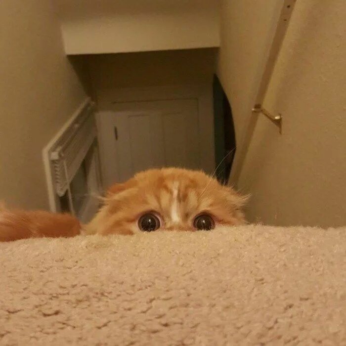 Кот боится фото Kittens in the Process of Their First Sneak Attack (Photos) Kittens cutest, Cute
