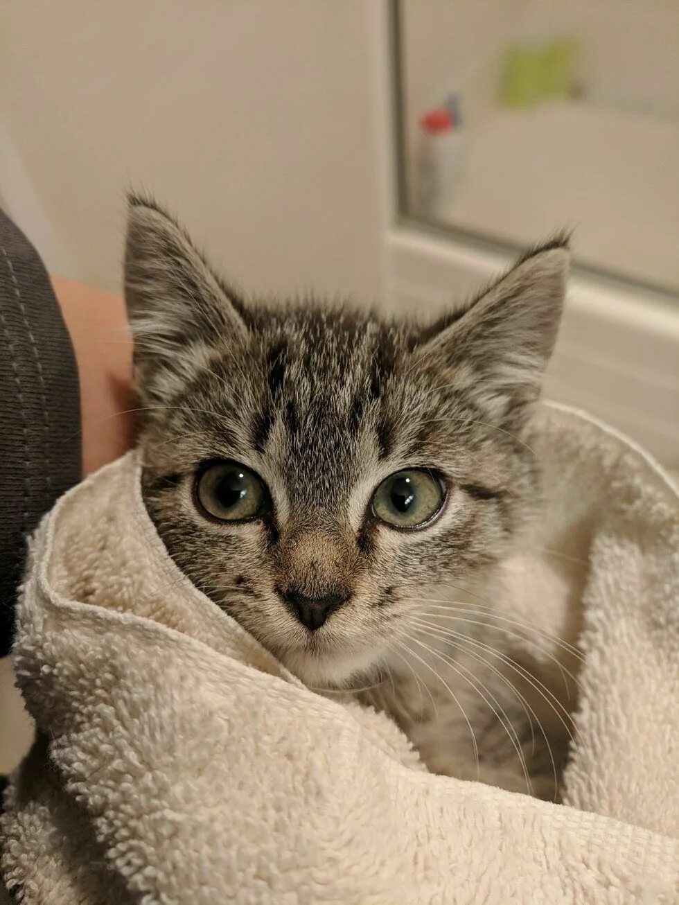 Кот боится фото Frightened Kitten Saved from Busy Street, Finds Someone to Love and Won't Let Go