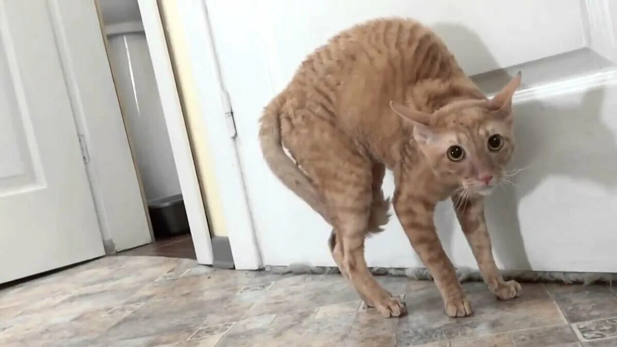 Кот боится фото Кошачий язык: как научиться понять своих кошек и котов Хочу Знать Дзен