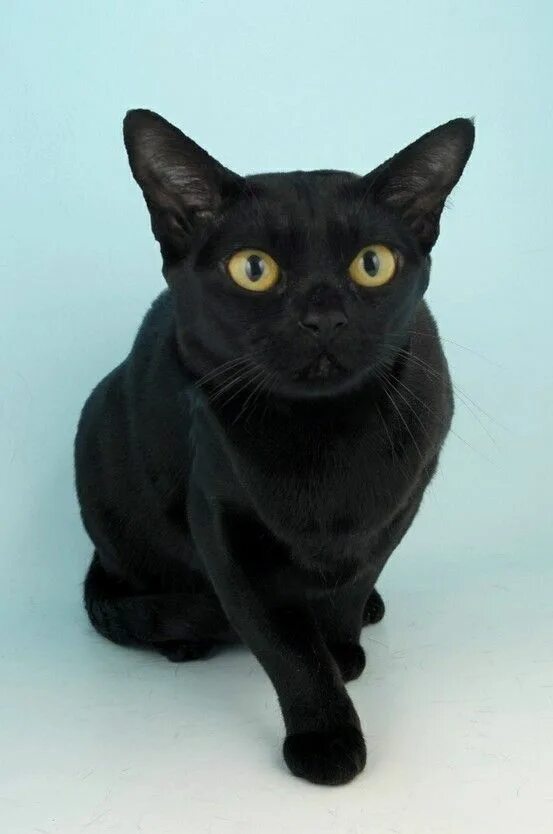 Кот бомбейской породы фото Bombay Cats, Cute cats, Cat breeds