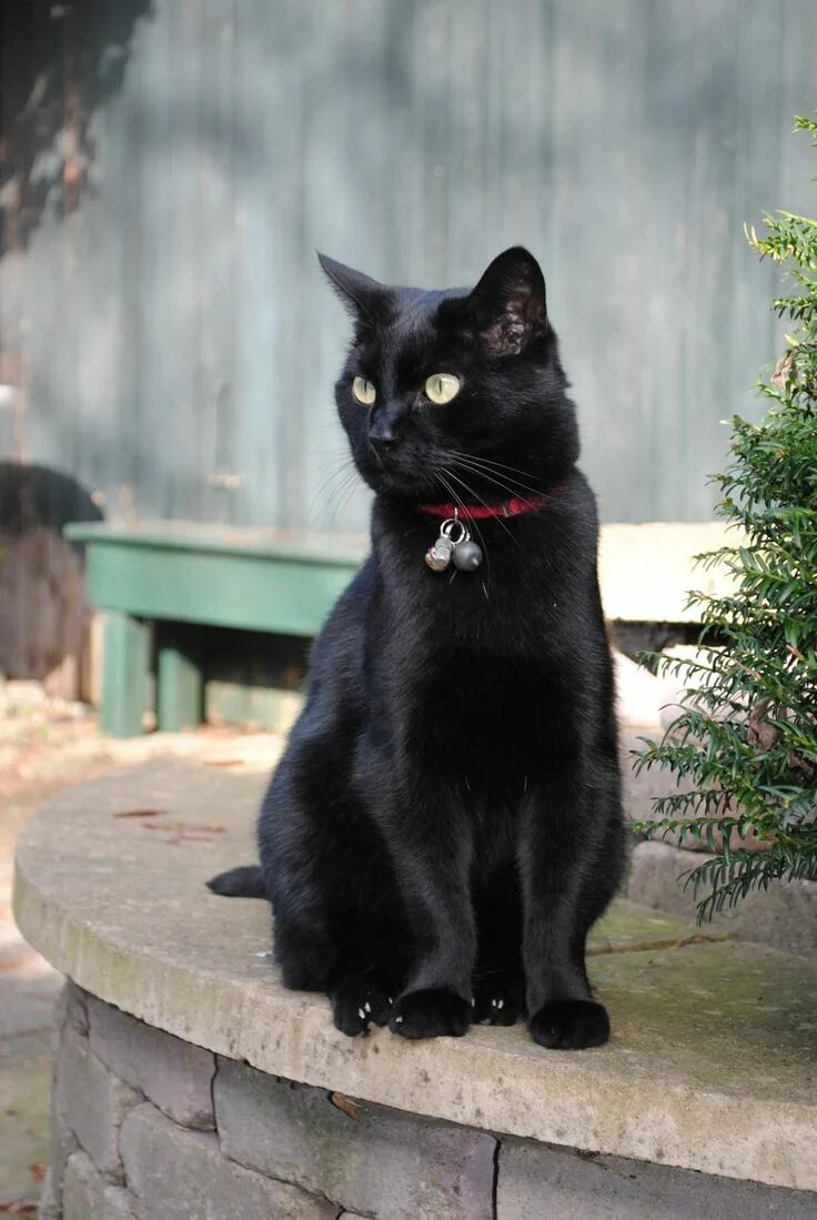 Кот бомбейской породы фото Sitting Black Cat by Horselover60-Stock on DeviantArt Бомбейская кошка, Милые ко