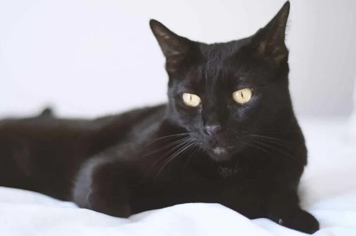 Кот бомбейской породы фото 10 Facts You Probably Didn’t Know About Bombay Cats Cat facts, Cat breeds, Benga