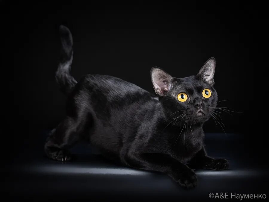 Кот бомбейской породы фото Бомбейский кот TICA BW RW SGC, CFA GC TheWildangel KitKat Кит kitkat 1 / 3 Фото 