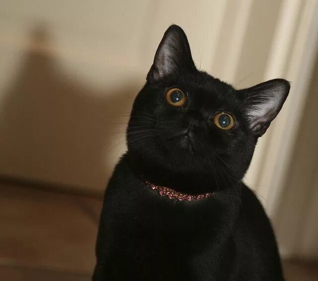 Кот бомбейской породы фото IMG_1341 - Version 2 Cat breeds, All cat breeds, Asian cat