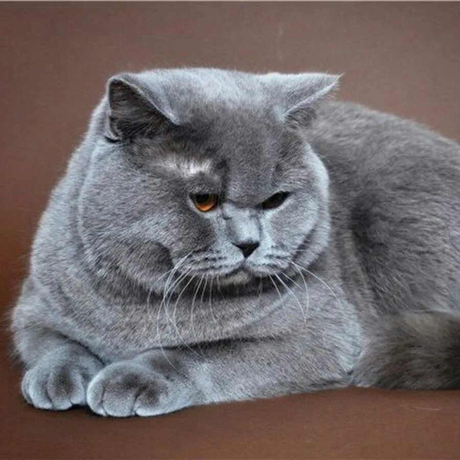 Кот британец фото прямоухий Шотландский кот прямоухий серый Foto-Gadanie.ru