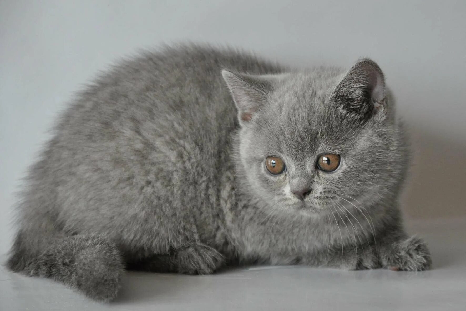 Кот британец фото прямоухий Британские прямоухие котята