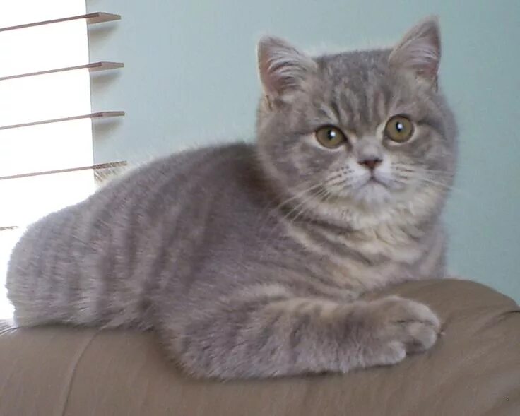 Кот британец фото прямоухий British Shorthair and Scottish Fold cats - colors we breed British shorthair, Ca