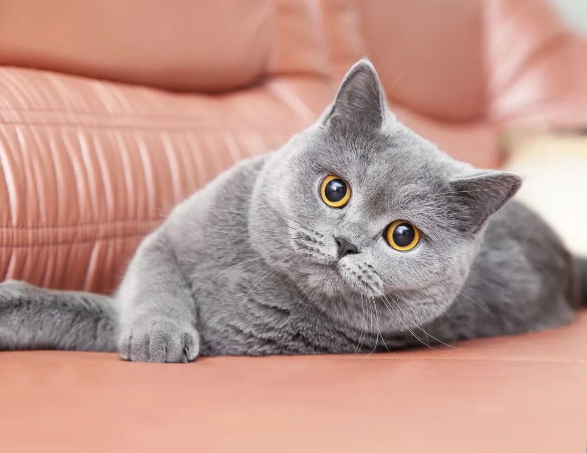 Кот британец фото прямоухий Британская короткошерстная кошка: описание, характер, фото, цена