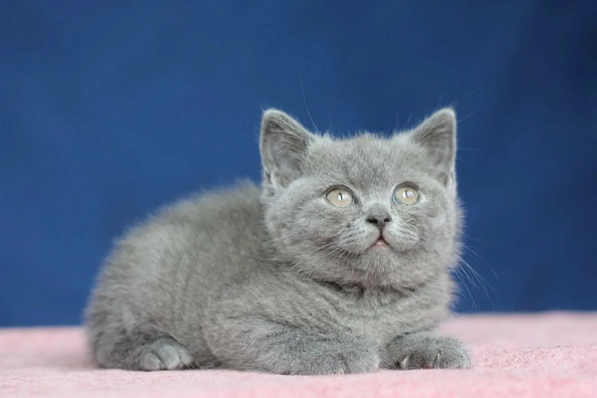 Кот британец фото прямоухий Британская прямоухая кошка - 73 фото