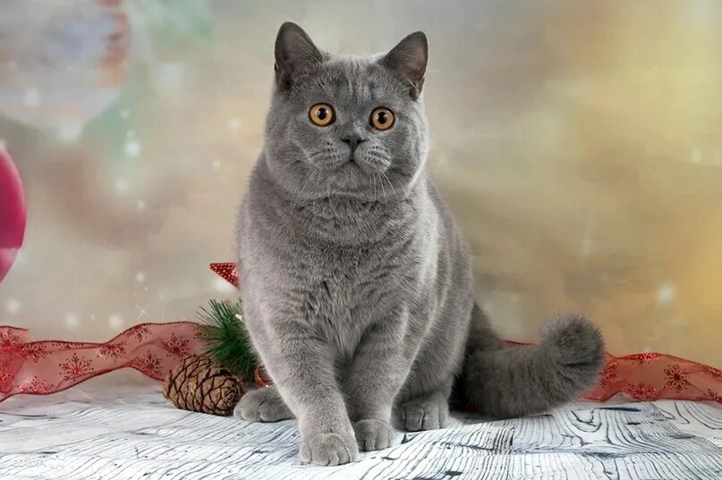 Кот британец фото прямоухий Британец кот прямоухий (110 фото) https://byry.ru/britanets-kot-pryamouhiy 2023 