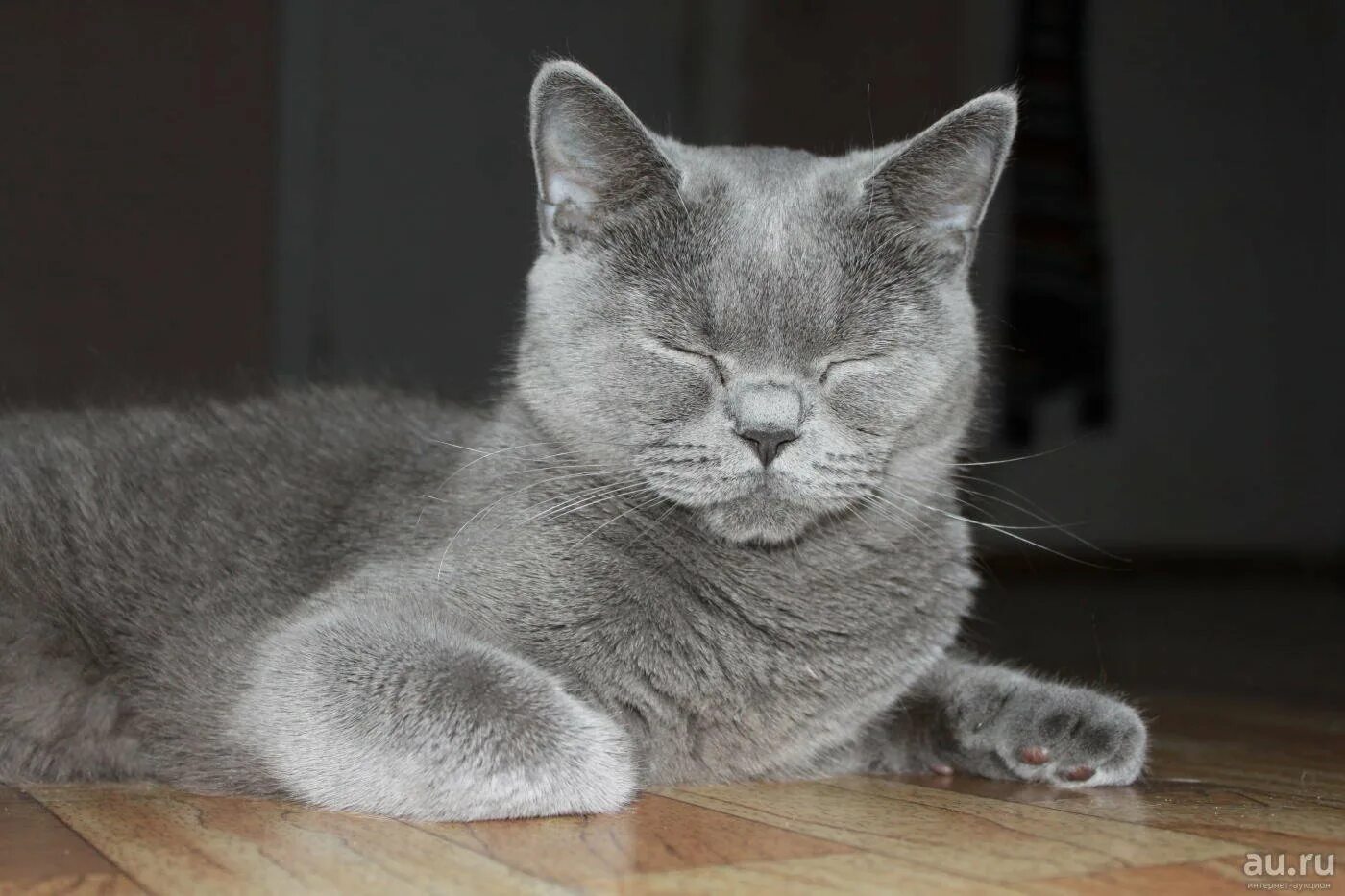 Кот британец фото прямоухий Британец кот серый прямоухий - CollectPhoto.ru