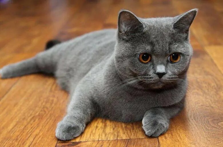 Кот британец фото прямоухий британская кошечка - купить в Прокопьевске, бесплатно, продано 17 января 2018 - 