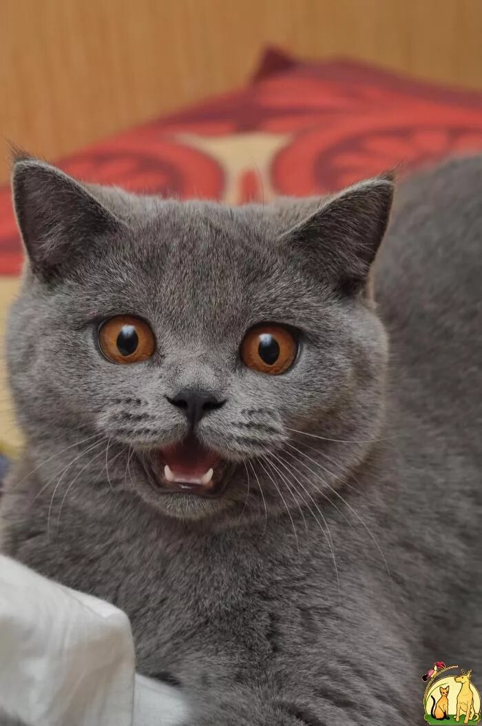 Кот британец фото прямоухий Британский голубой короткошерстный котенок. Доска объявлений Кошки