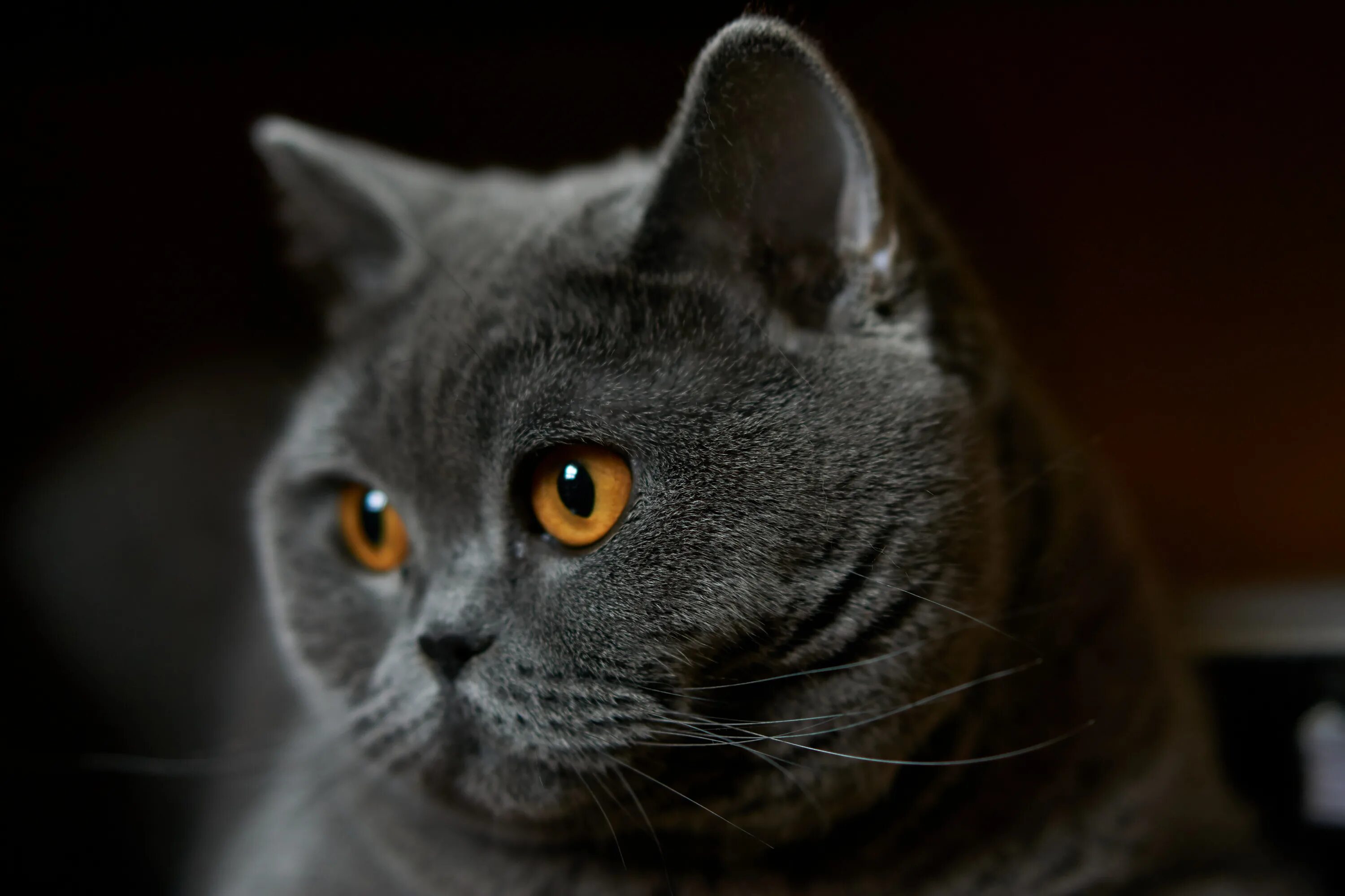 Кот британец фото прямоухий File:Full grown British Shorthair.jpg - Wikimedia Commons