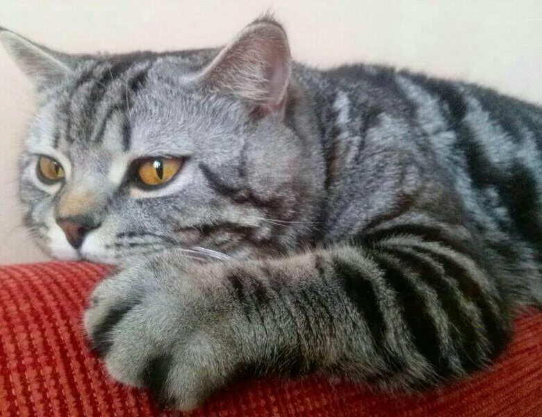 Кот британец фото прямоухий полосатый Кошка в хорошие руки - купить, бесплатно, продано 20 мая 2018 - Кошки
