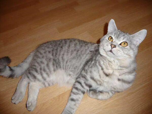 Кот британец фото прямоухий полосатый Шотландская девочка(котёнок) - купить в Екатеринбурге, цена 1 500 руб., продано 
