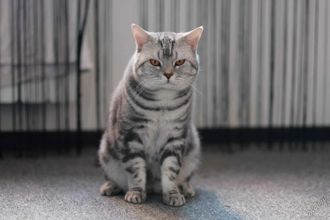Кот британец фото прямоухий полосатый Кот британец прямоухий полосатый - картинки и фото koshka.top