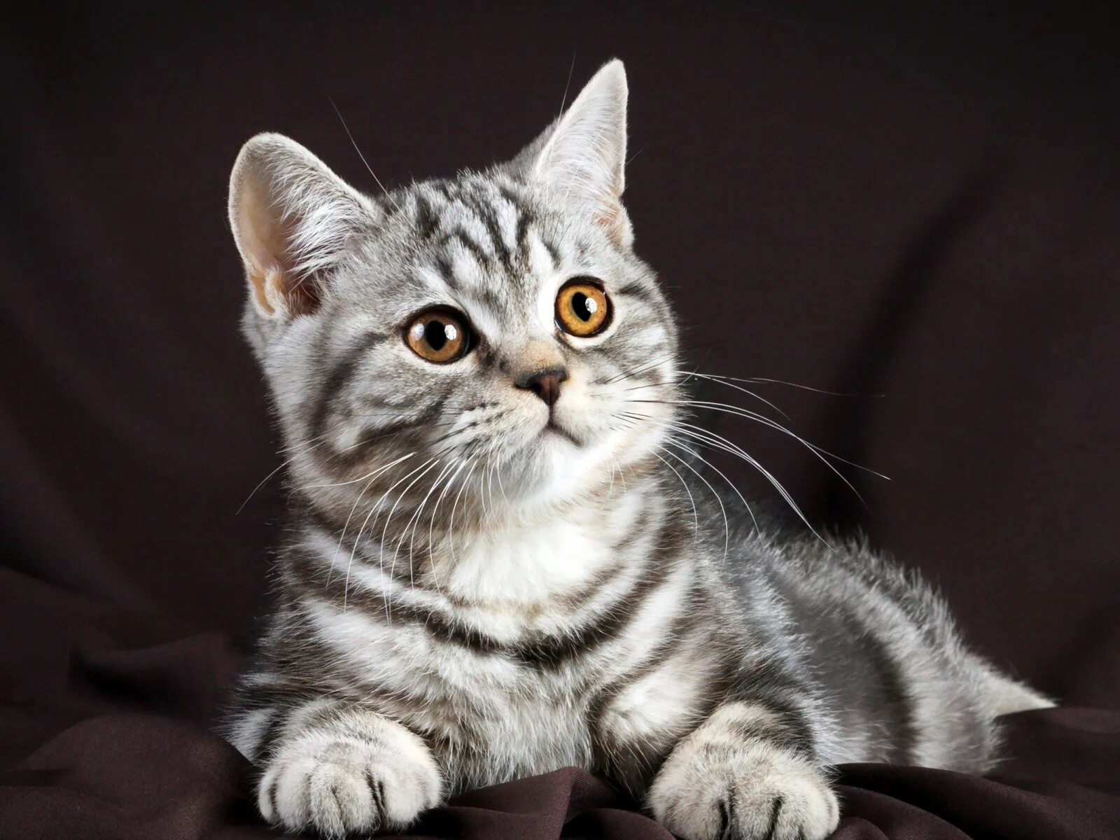 Кот британец фото прямоухий полосатый Скачать обои кот, мордочка, British, Glance, Cats, раздел кошки в разрешении 160