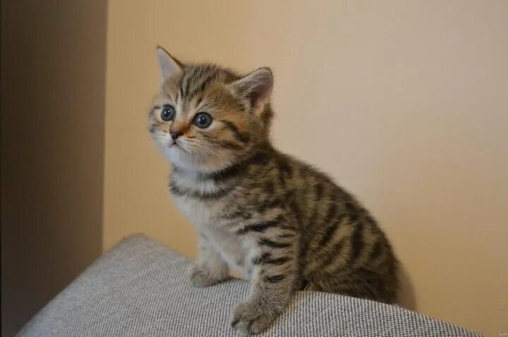 Кот британец фото прямоухий полосатый Котята шотландцы - купить в Касимове, цена 1 000 руб., продано 21 ноября 2019 - 