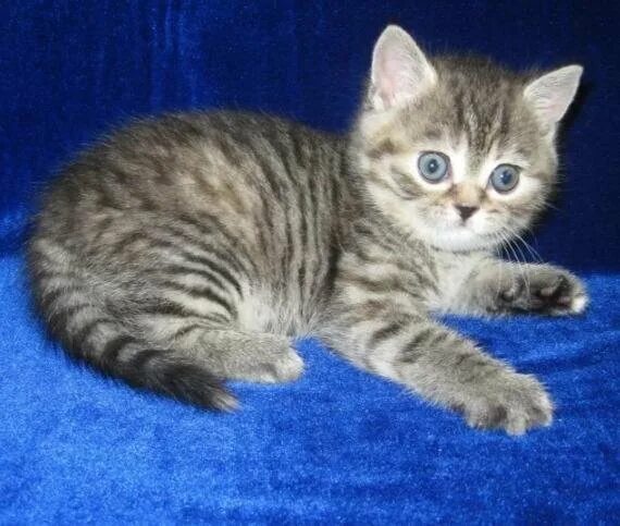 Кот британец фото прямоухий полосатый Неактивно