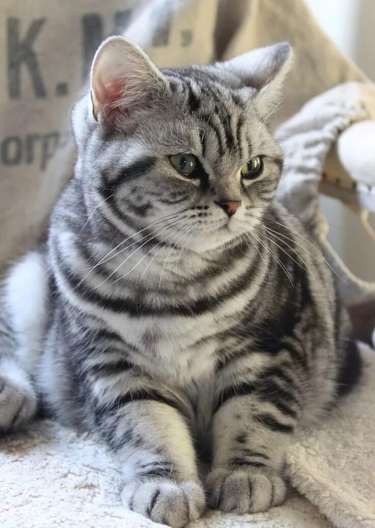 Кот британец фото прямоухий полосатый british shorthair true colors American shorthair cat, British shorthair cats, Ki