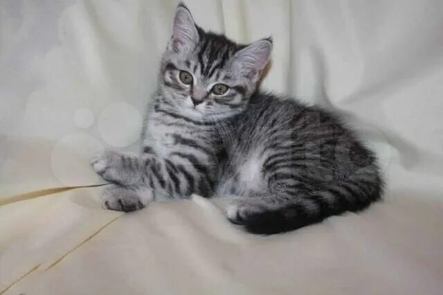 Кот британец фото прямоухий полосатый Котята шотландские купить в Брянске Животные и зоотовары Авито