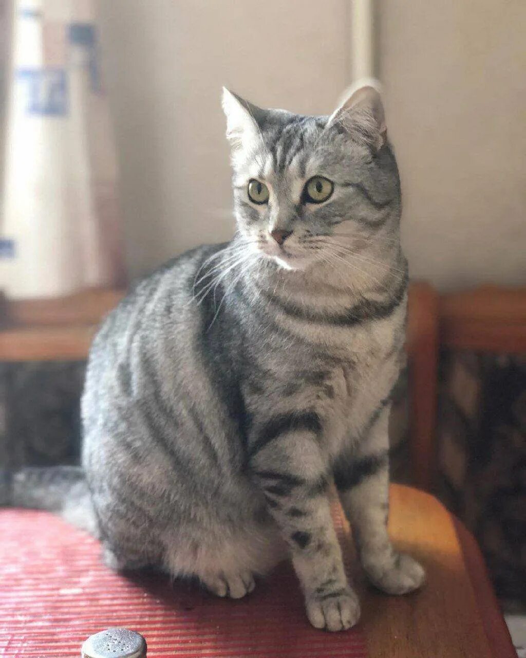 Кот британец фото прямоухий полосатый Кошка шотландская прямоухая короткошерстная серая с полосками - картинки и фото 