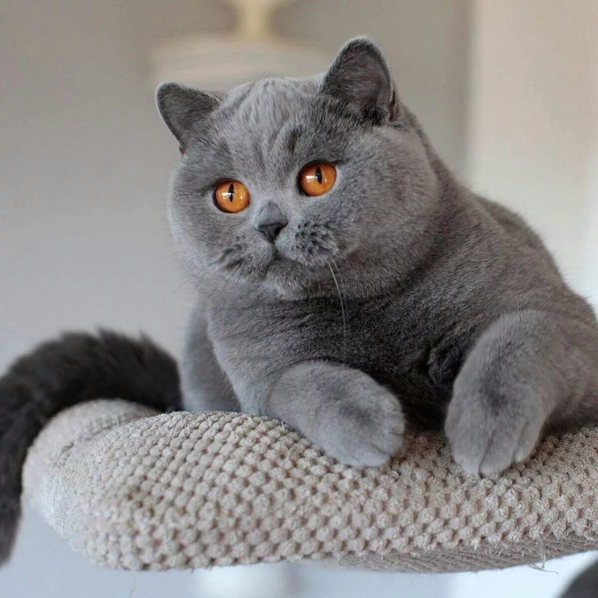 Кот британец фото цена British Shorthair Cats and kittens, Kittens, Cats