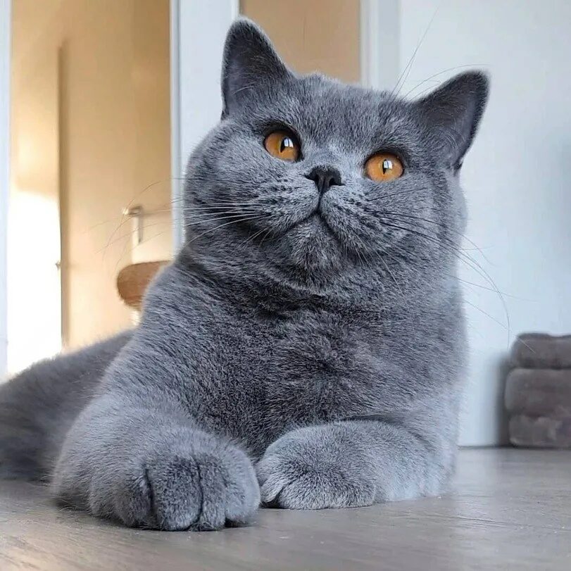 Кот британец фото цена Британская короткошерстная широкомордая плюшка :3
